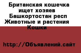 Британская кошечка ищет хозяев - Башкортостан респ. Животные и растения » Кошки   